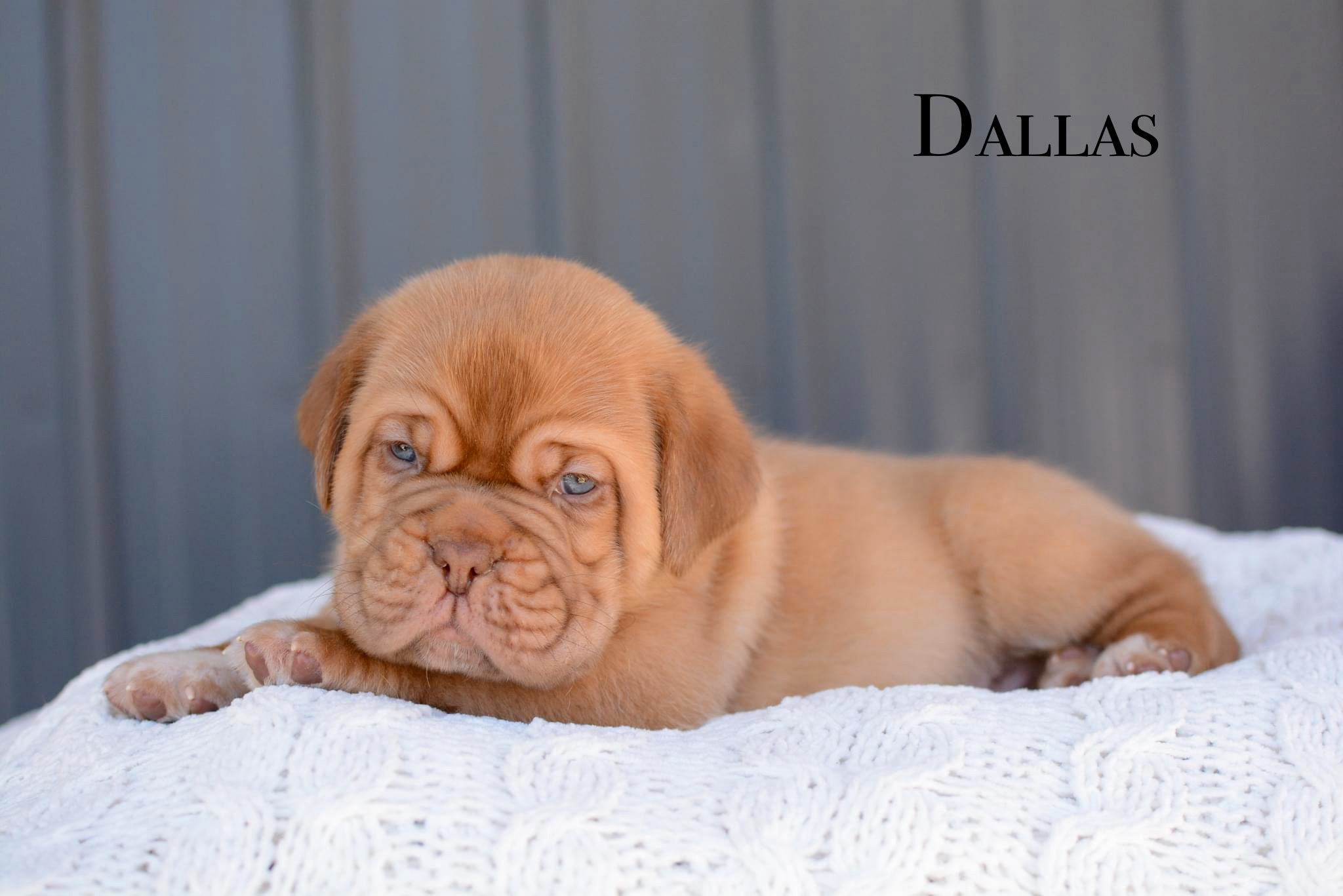 Champion dogue de sales bordeaux